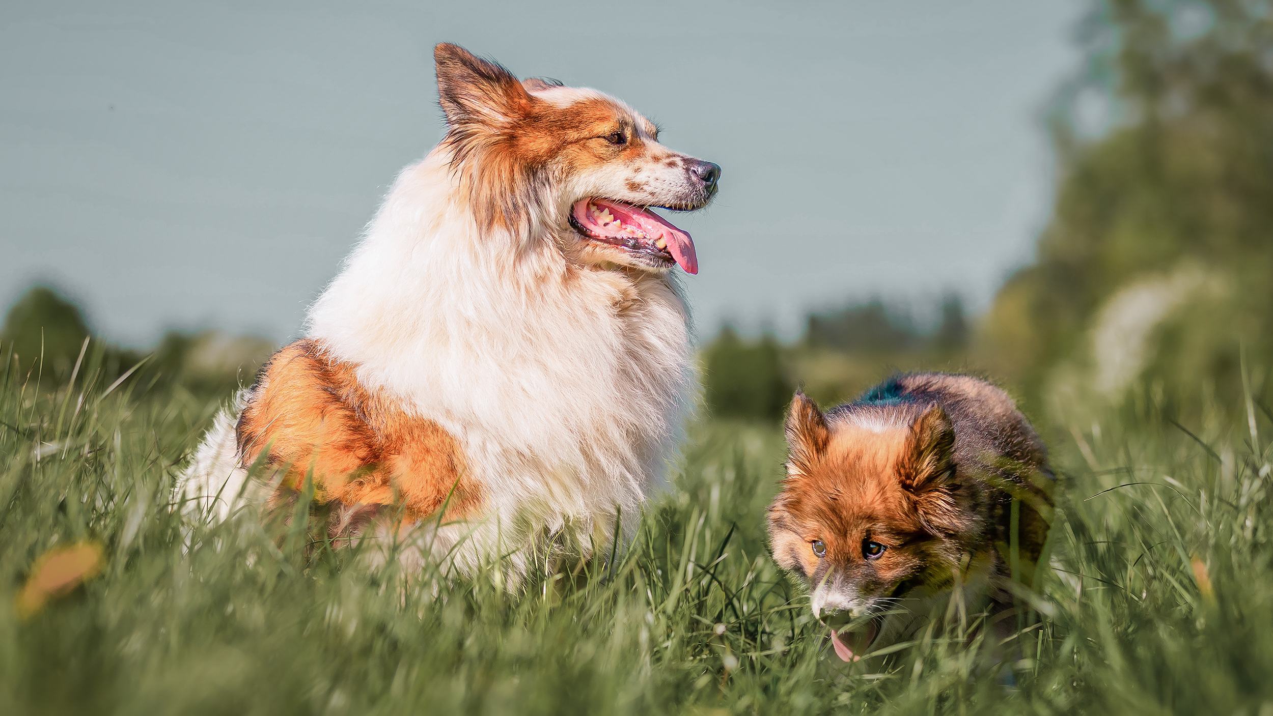 Volwassen langharige hond zittend in een veld met een puppy.