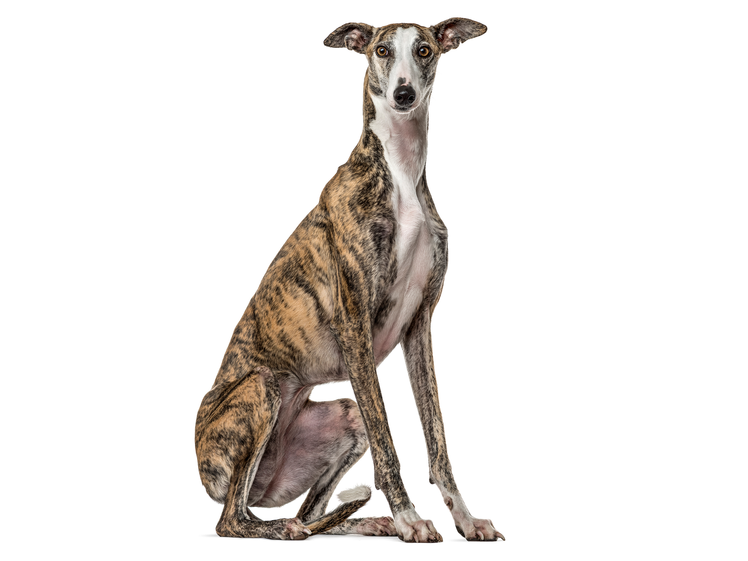 Greyhound adult black and white