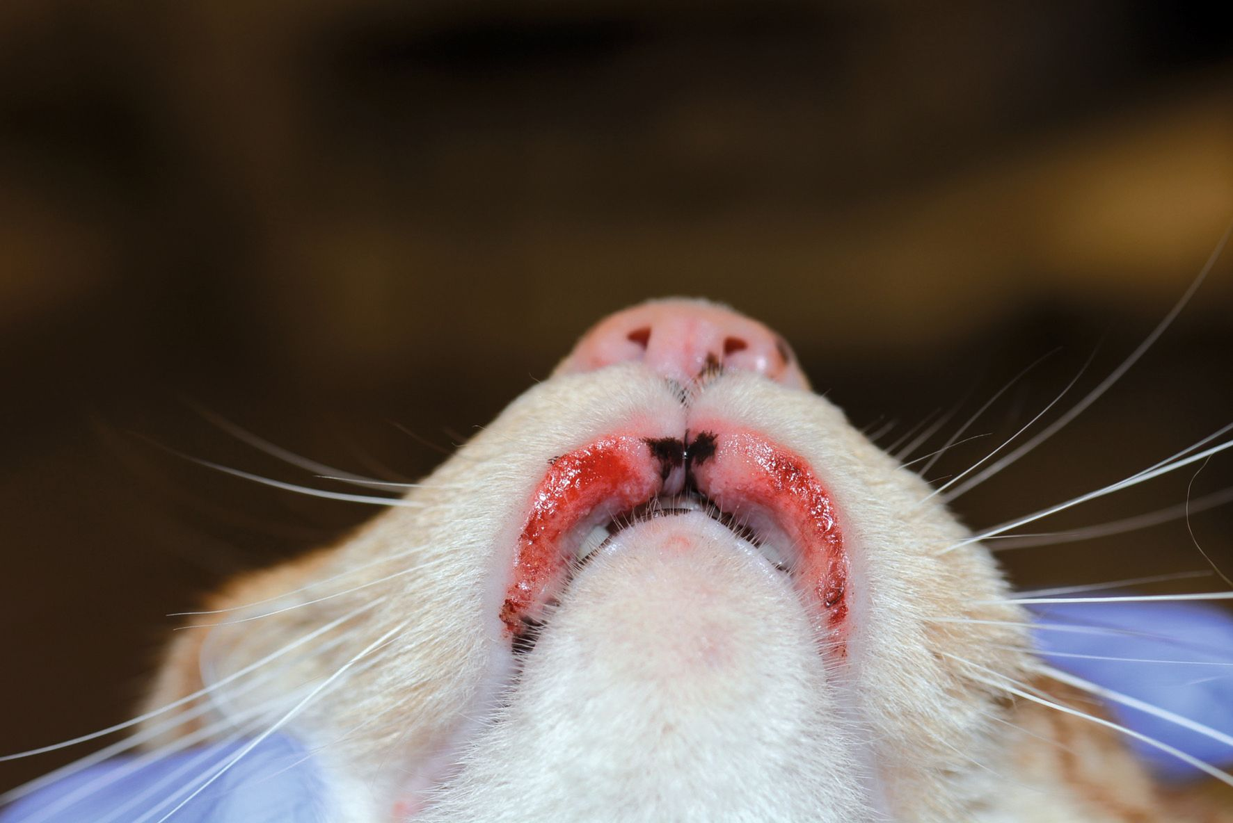 Reacciones cutáneas adversas al alimento en gatos