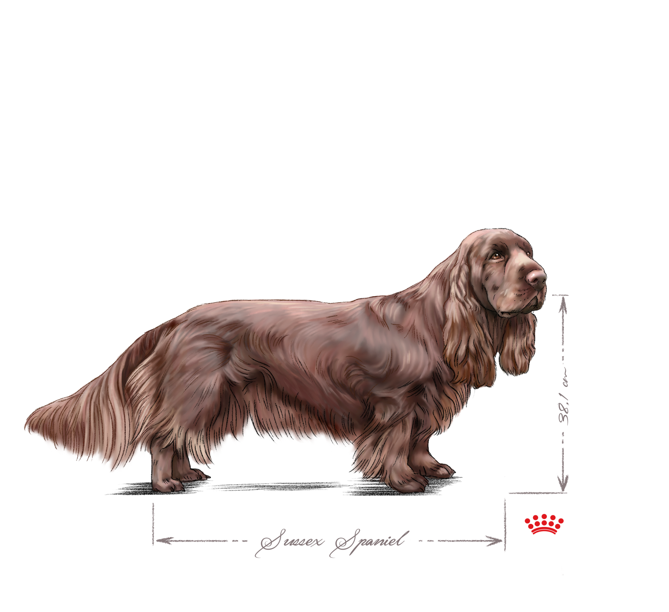 Sussex Spaniel adult black and white