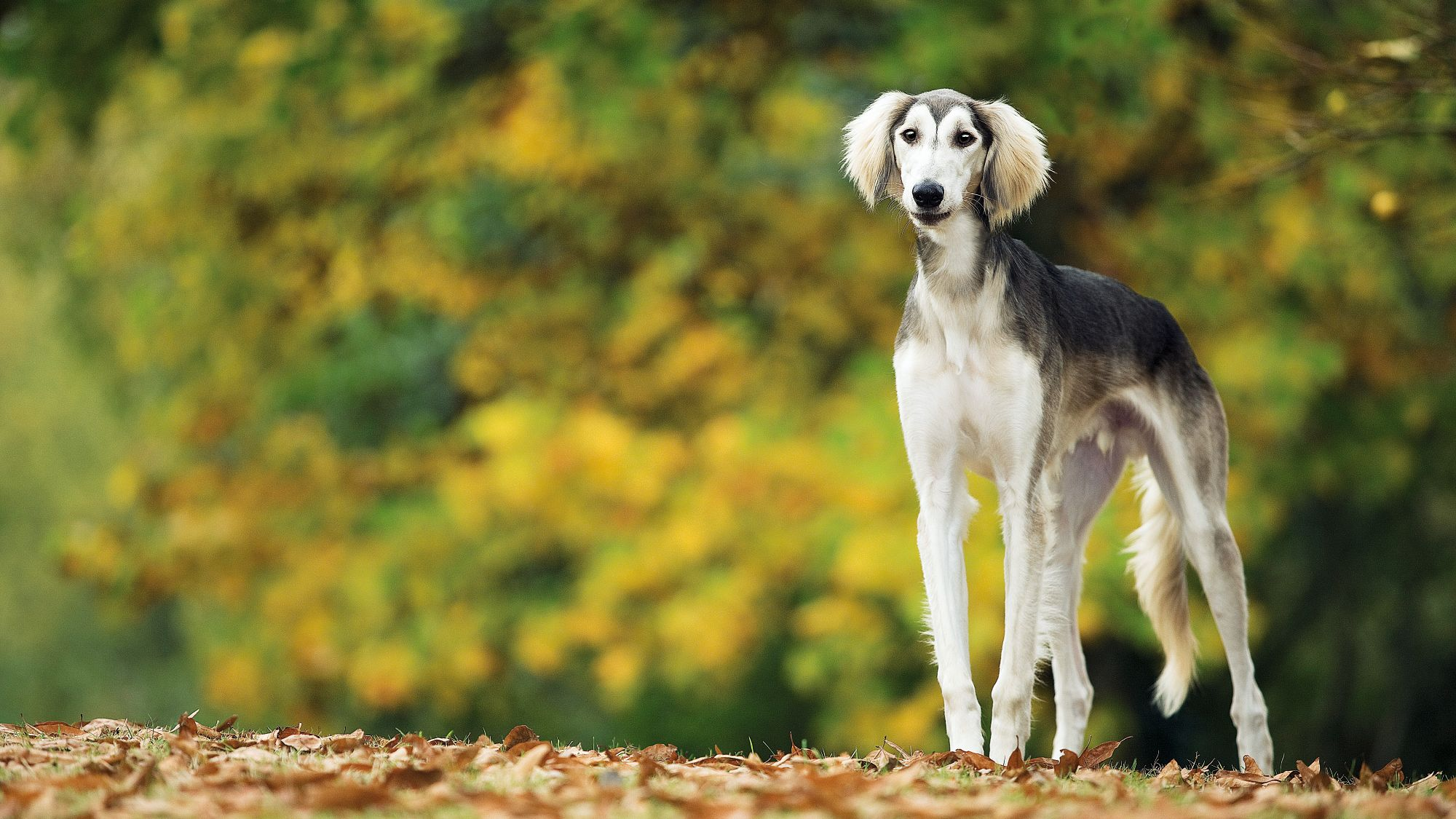 Saluki standing on fall leaves