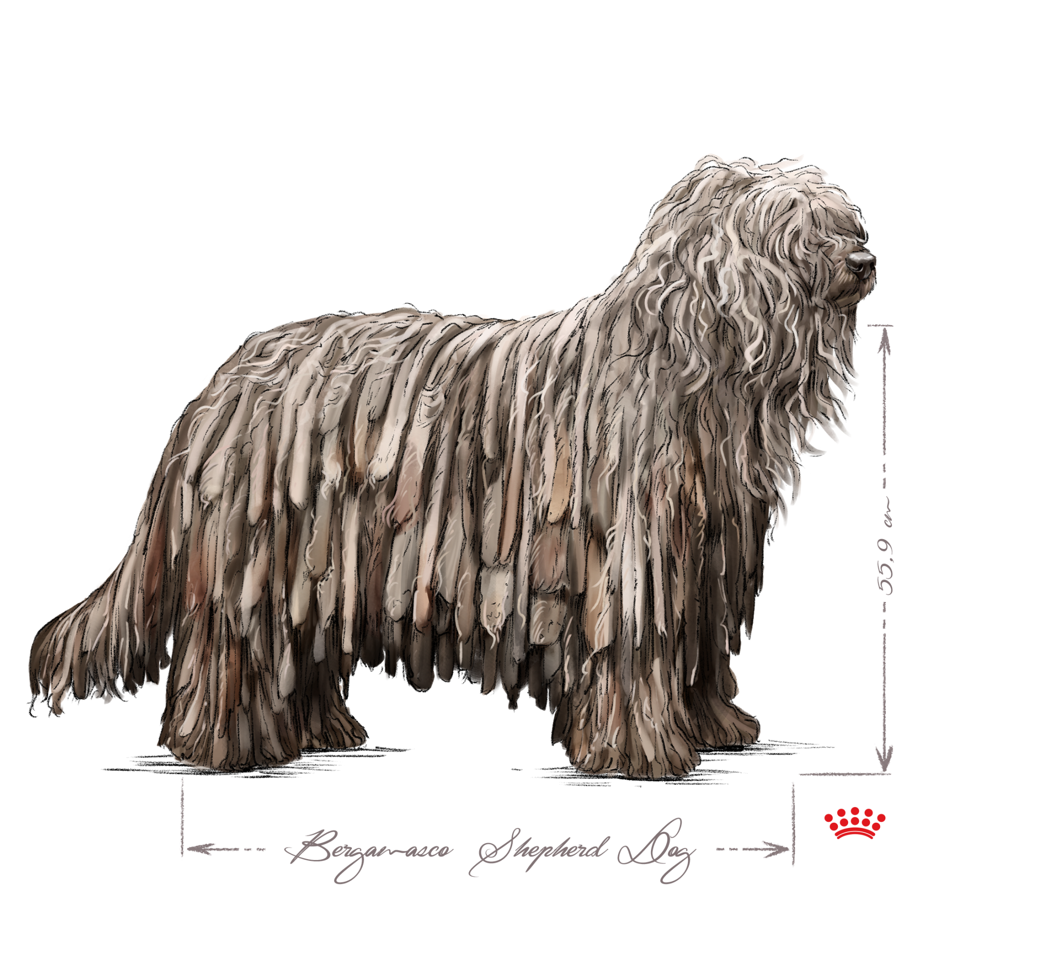 Bergamasco Shepherd adult in black and white