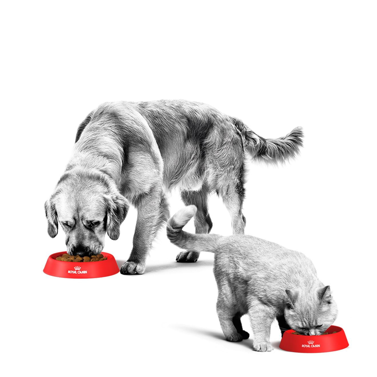 Cat and Dog eating from a red bowl