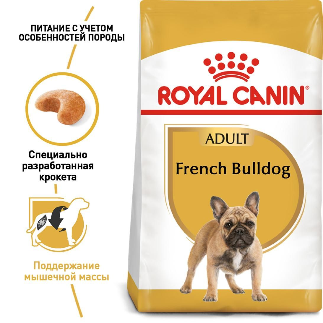 French Bulldog Adult