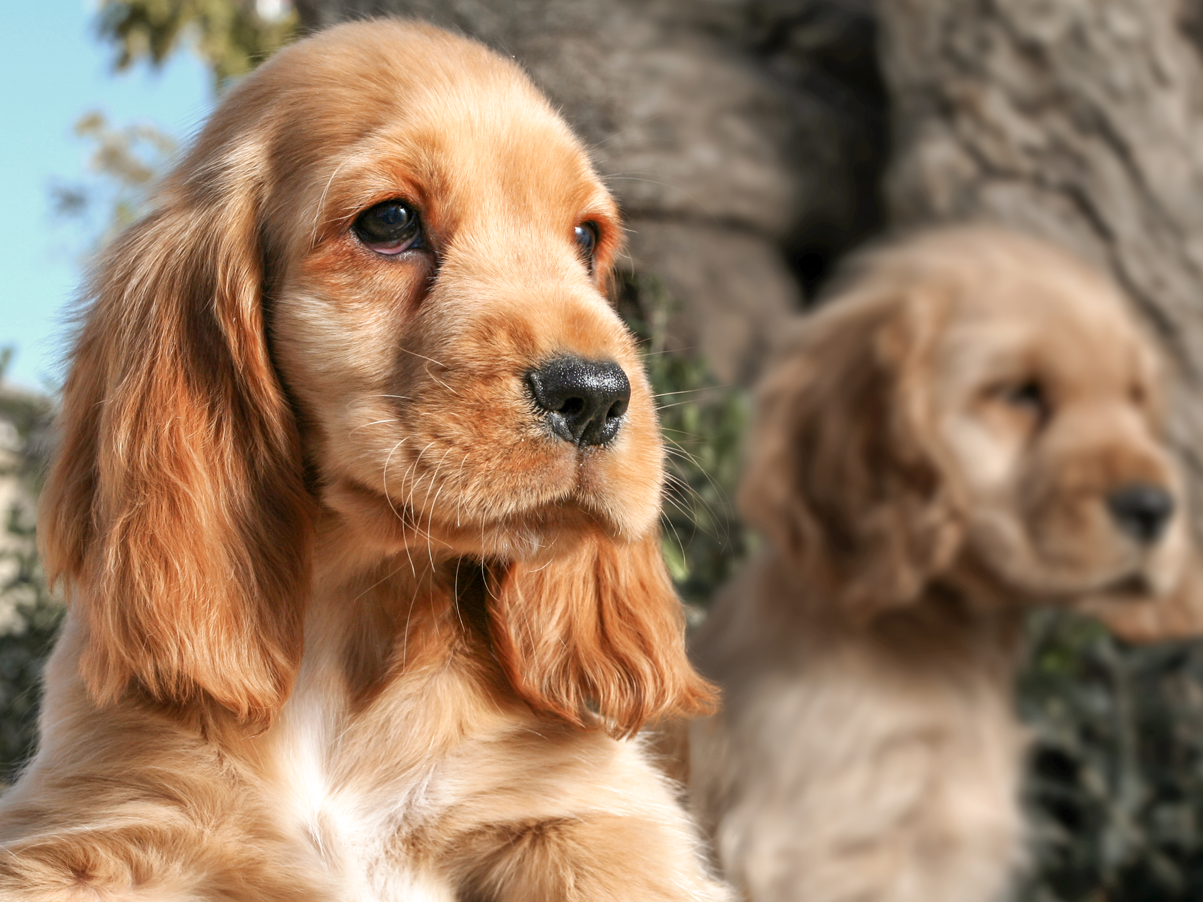 American Cocker Spaniel puppies standing outdoors next to a tree