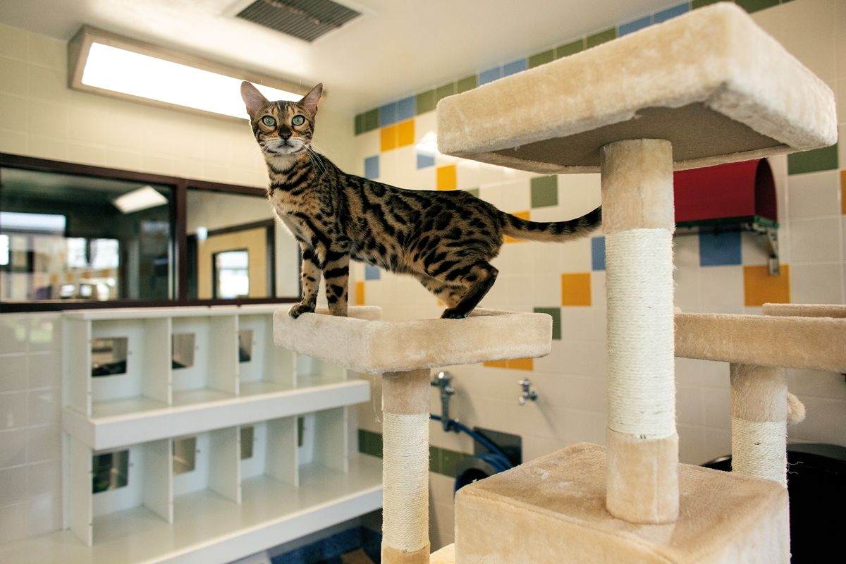  The Bengal is another unique cat breed, helping to diversify the breed representation at the PHNC. 