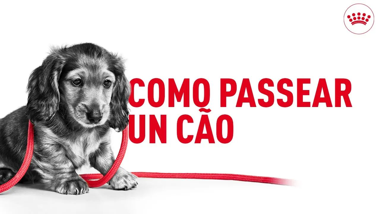 Como passear um cão