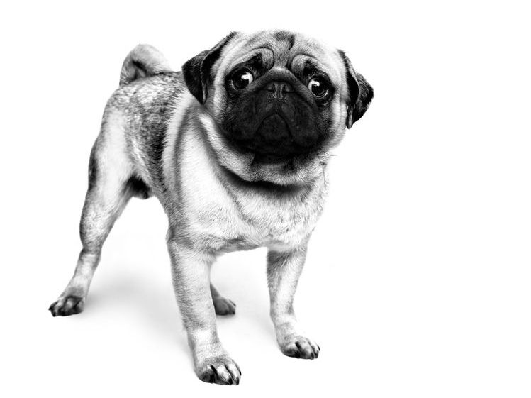 Pug adulto sentado, a preto e branco sobre um fundo branco