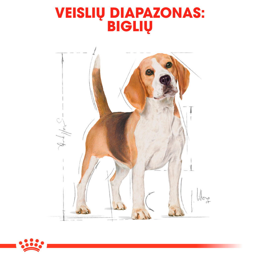 Beagle Adult