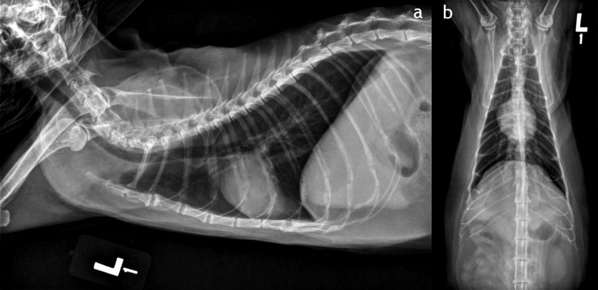 Figure 1. Radiographies thoraciques latérale (a) et ventrodorsale (b) normales chez un jeune chat. Trois radiographies thoraciques sous des angles différents doivent être envisagées si le patient présente des signes cliniques d’ordre respiratoire.&nbsp;© Camden Roube