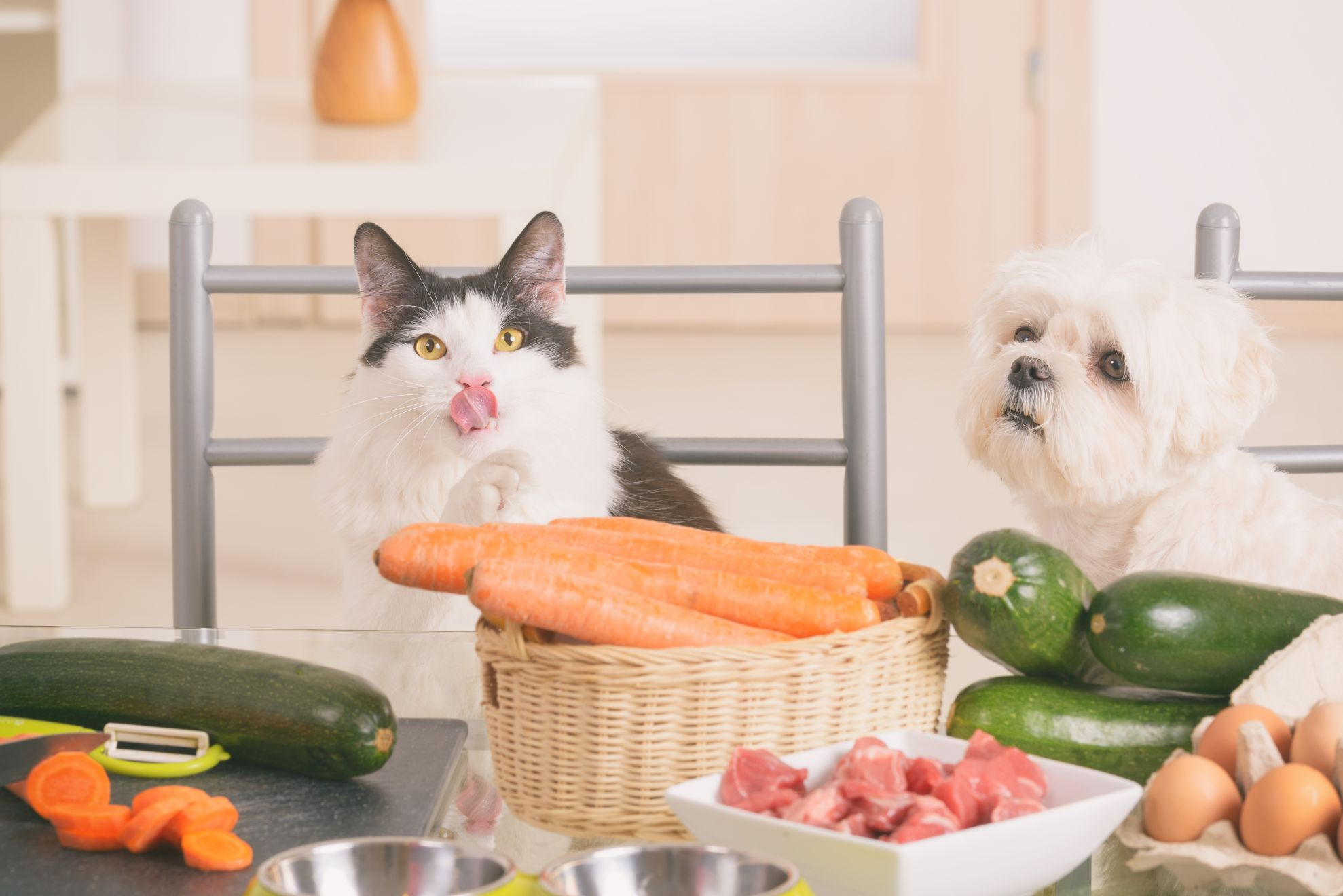 Résultats de l’analyse faite avec le logiciel Balanceit®.com d’une recette de ration ménagère trouvée sur Internet pour un chien adulte, à base de dinde, de riz et de légumes variés