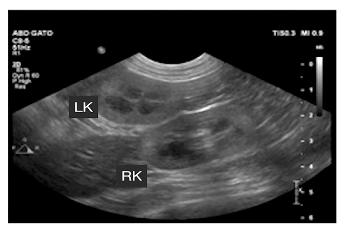 how accurate is an ultrasound for dogs