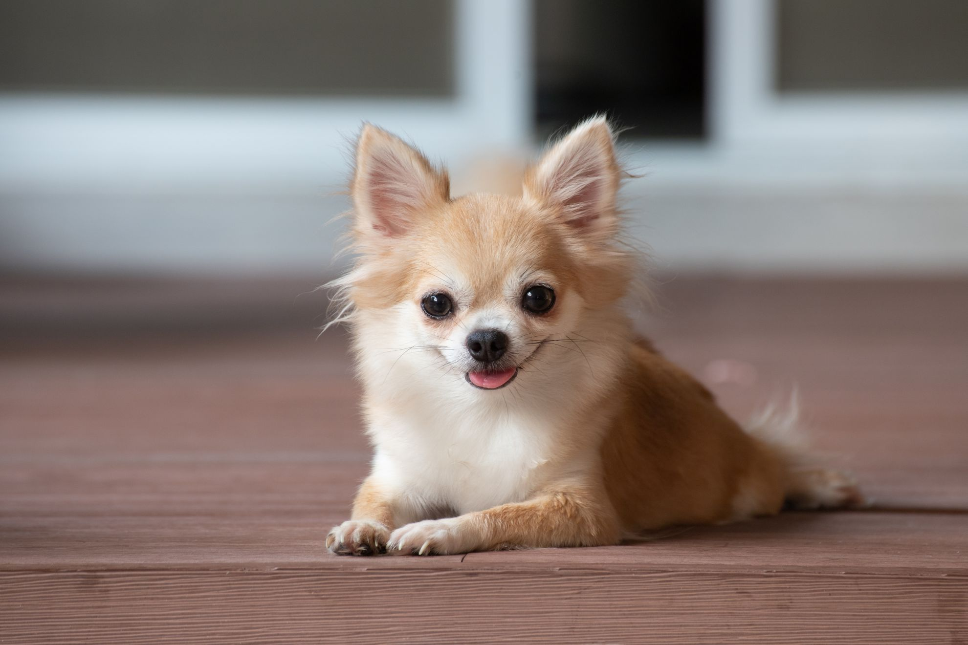 Bruine chihuahua zit binnen in huis