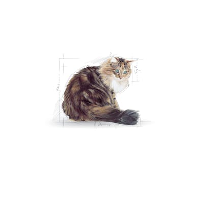 FHN POS 2012 - Emblematic Cats Illustrations - AGEING-FHN-ILLUSTR