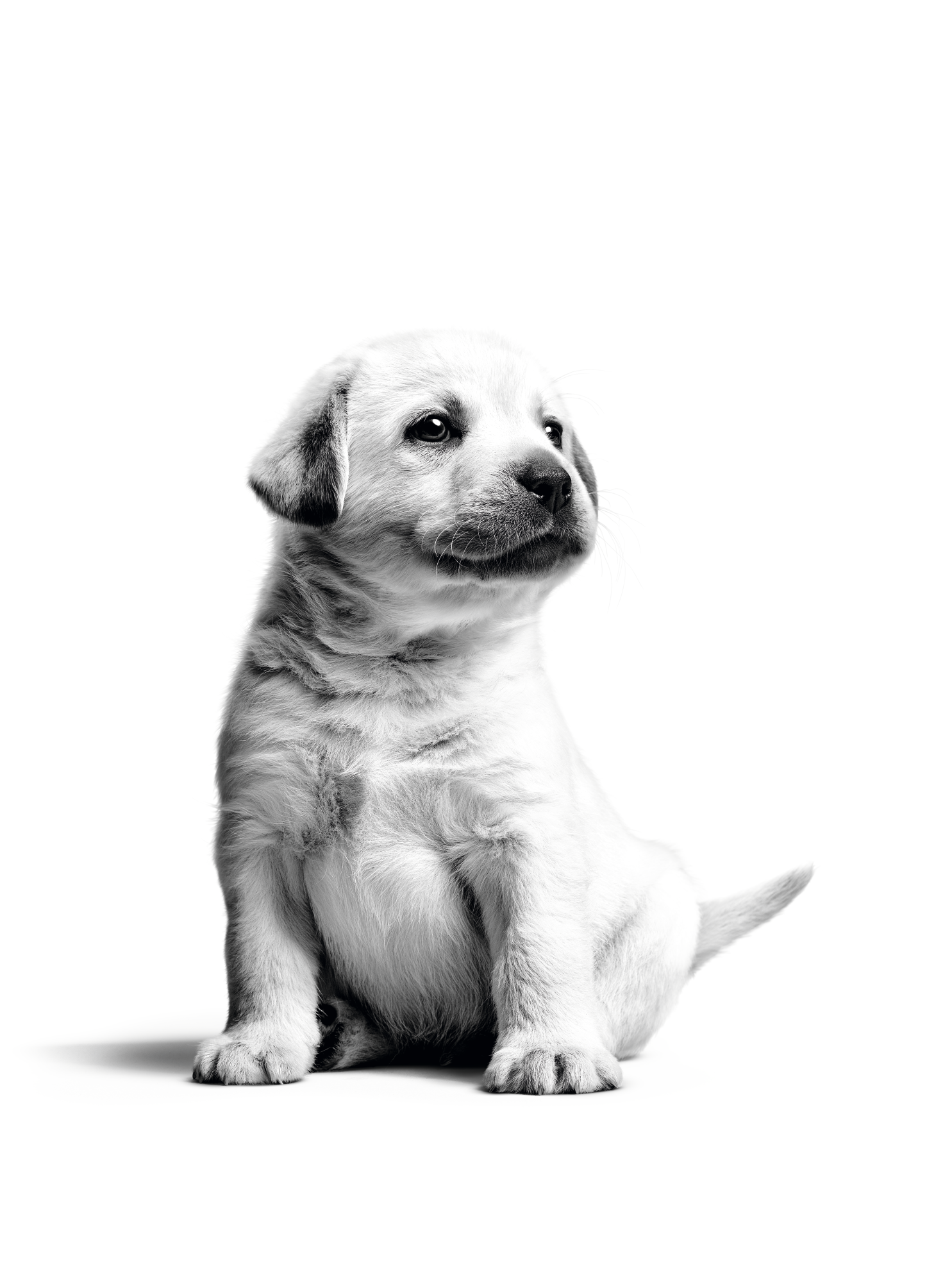 Labrador Retriever puppy sitting in black and white on a white background