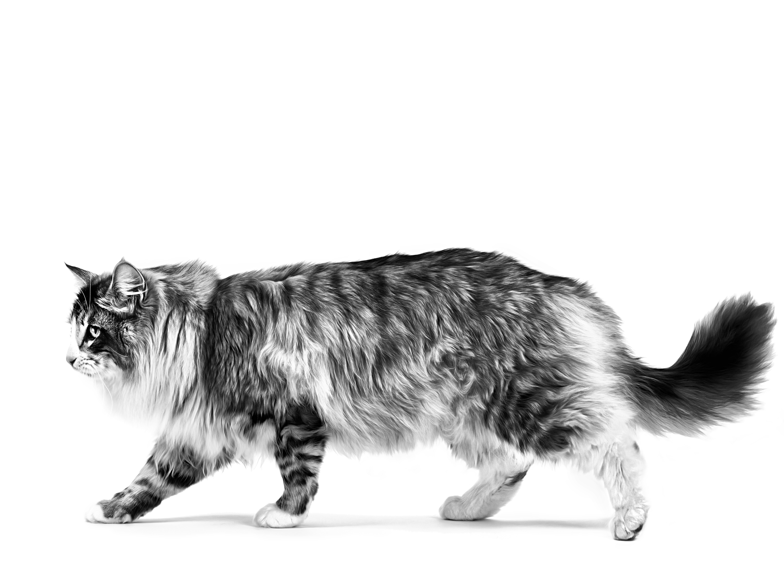 norwegian forest cat adult