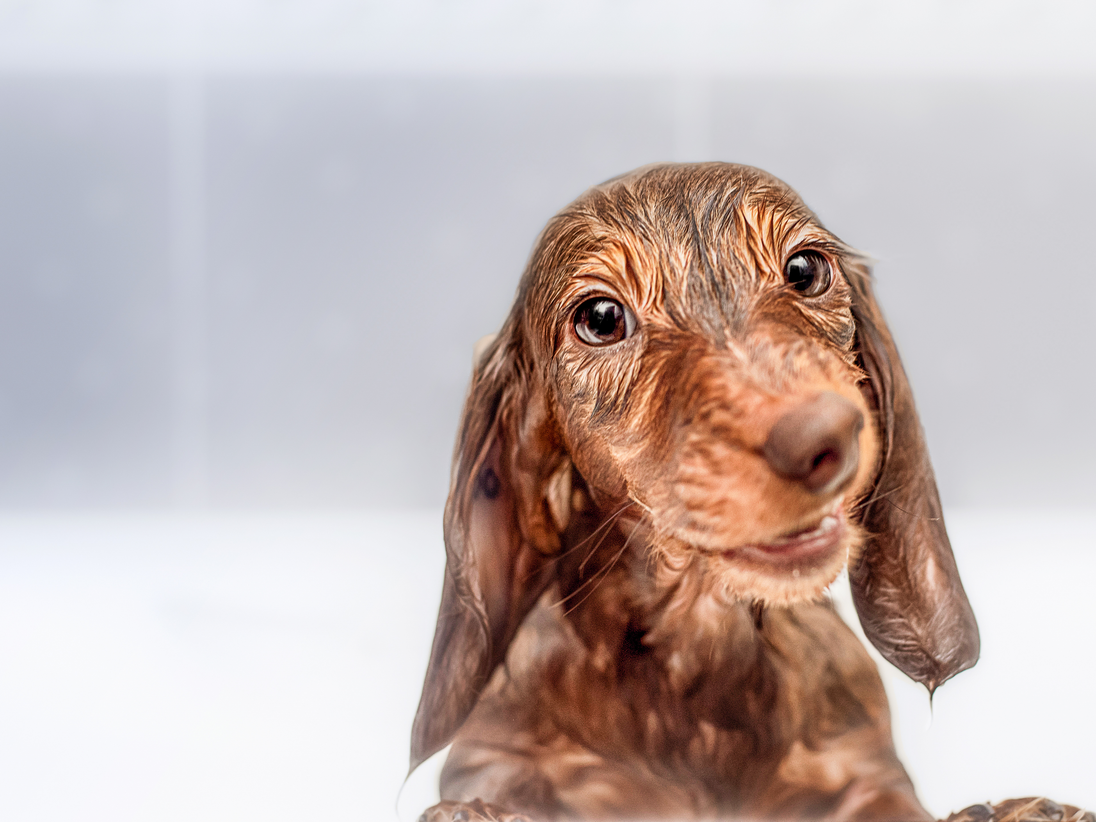 Dachshund puppy being given a bath