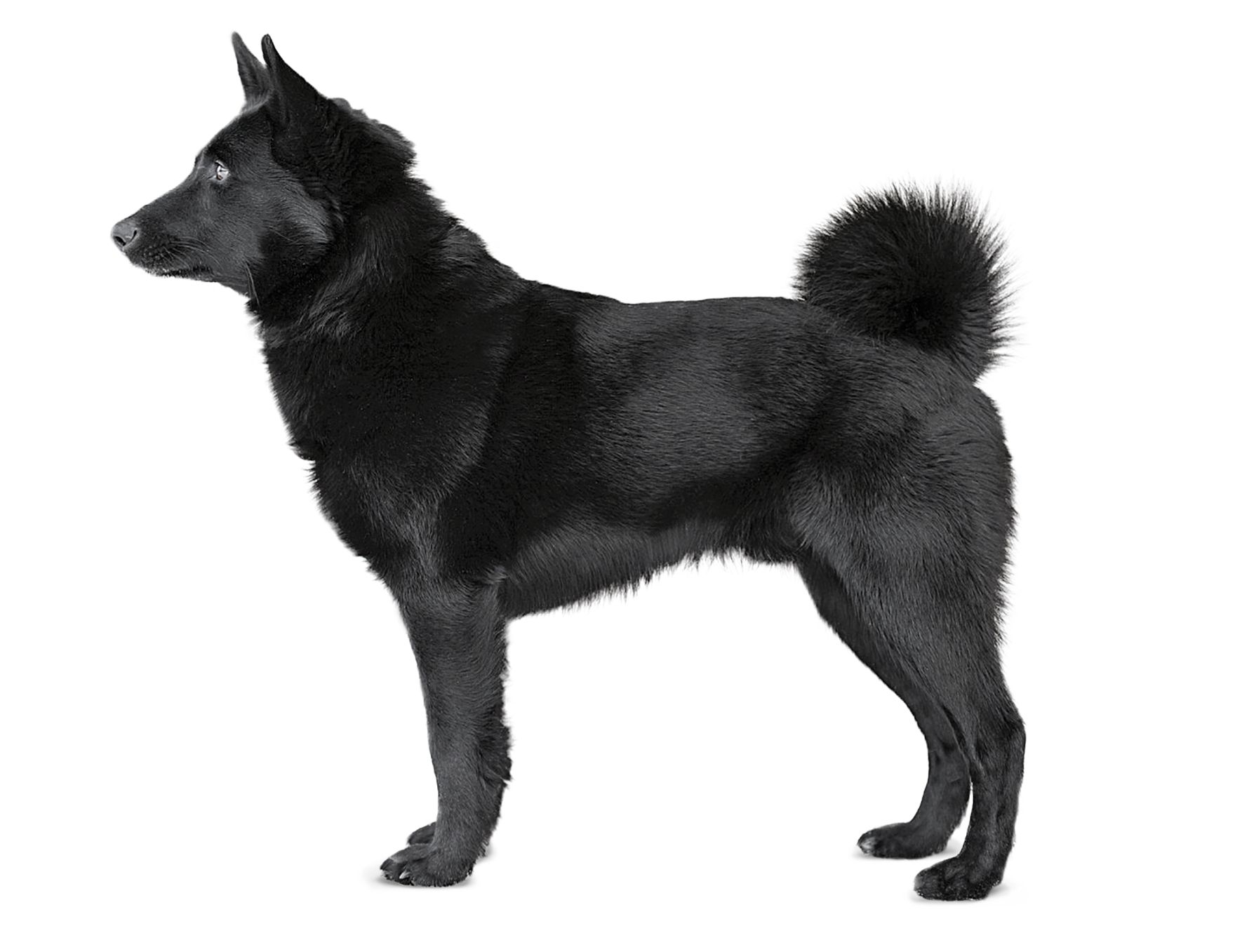 Norwegian Elkhound adult standing