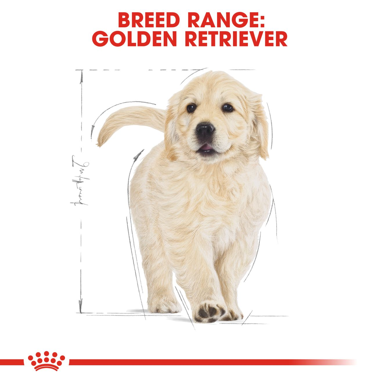 Golden retriever puppy shop food royal canin