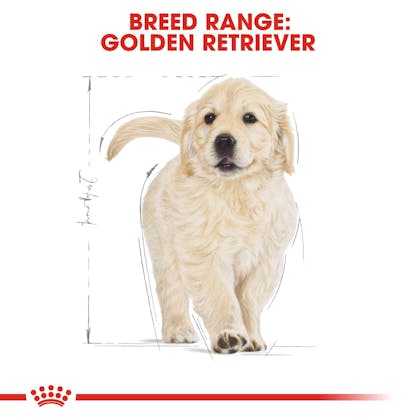 BHN-PuppyGoldenRetriever-CV-EretailKit-4