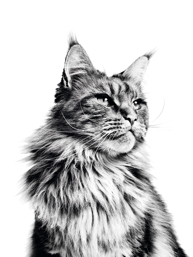 Maine Coon adult sitting in black and white on a white backgroundMaine Coon adult sitting in black and white on a white background