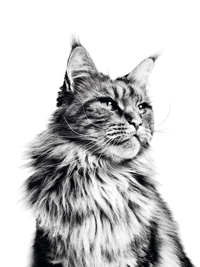 Maine Coon adult sitting in black and white on a white background