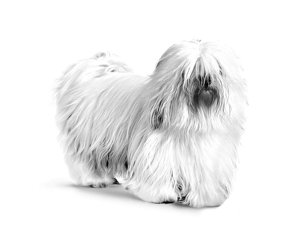 can a coton de tulear live in south korea