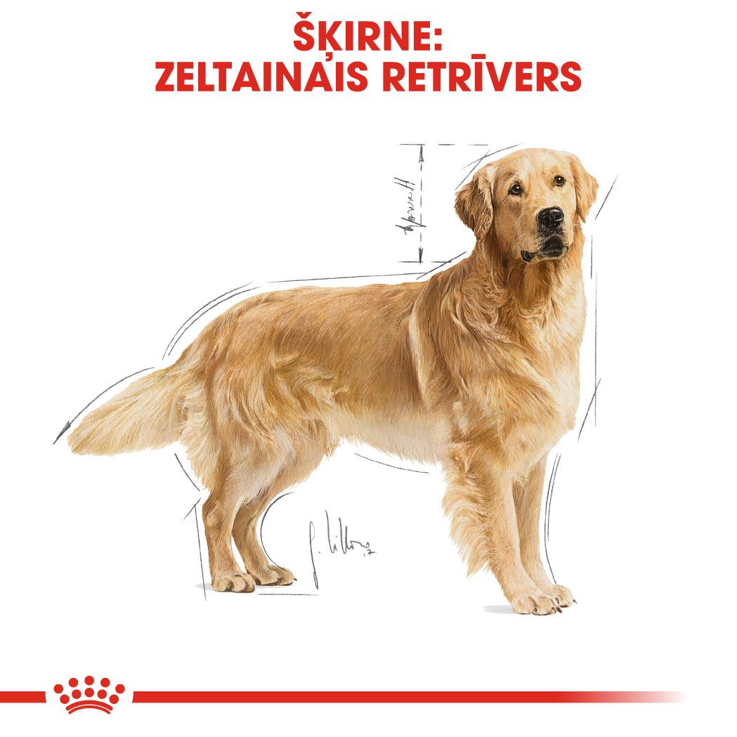 Golden Retriever Adult