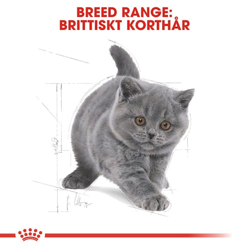 British Shorthair Kitten