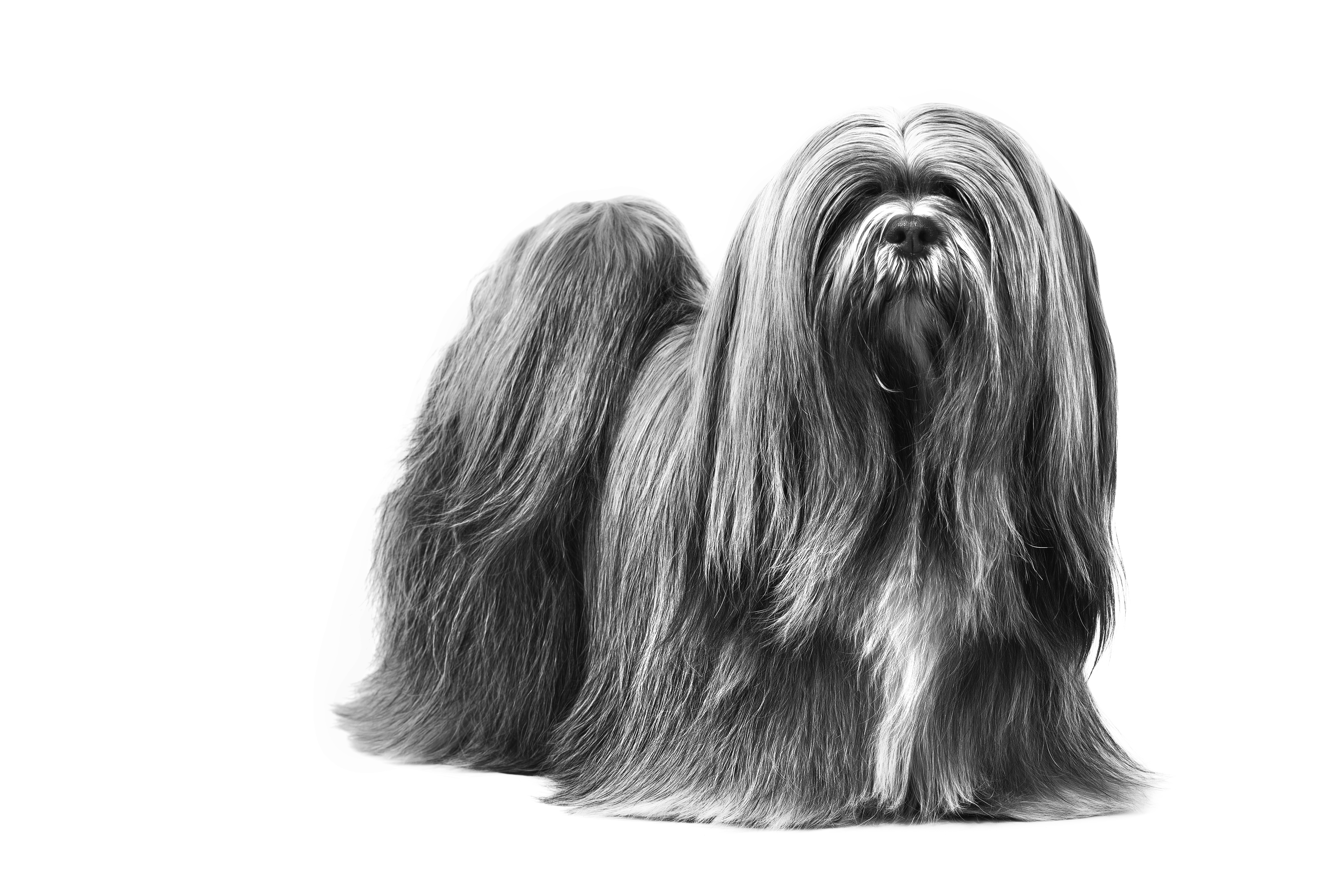 Lhasa Apso adult in black and white