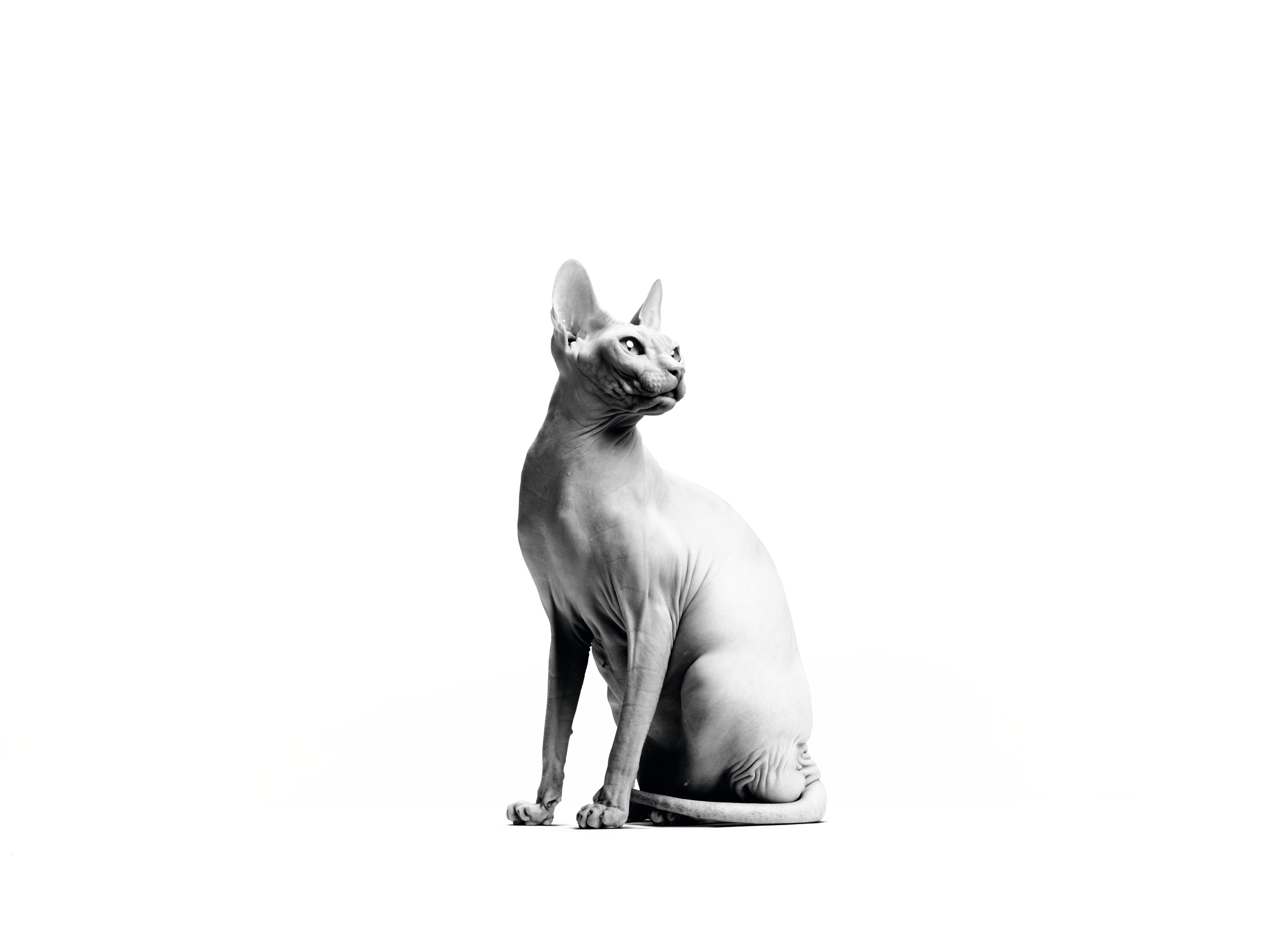흰색을 배경으로 앉아 있는 스핑크스 성묘 흑백 사진