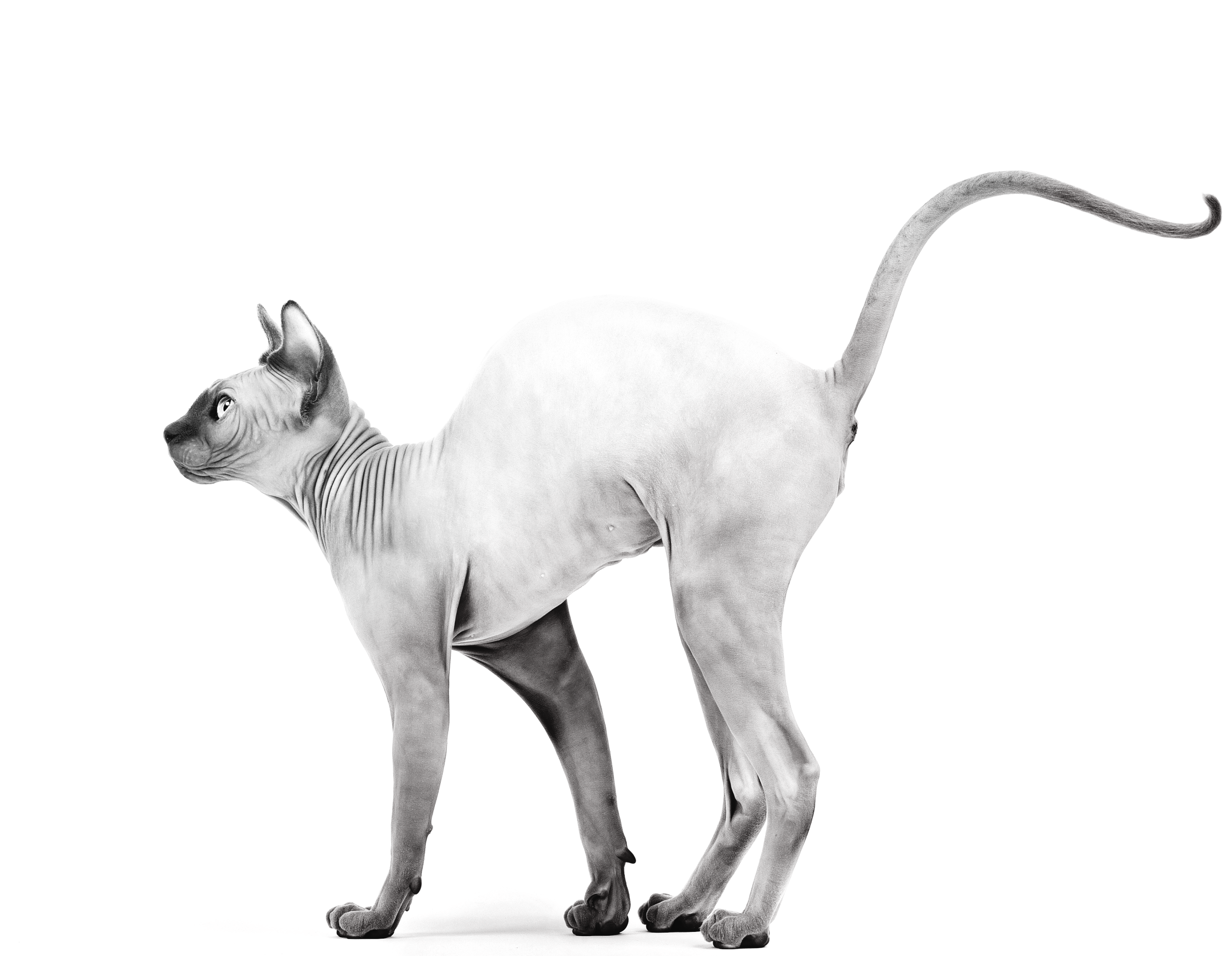 Sphynx adulto sentado, a preto e branco sobre um fundo branco