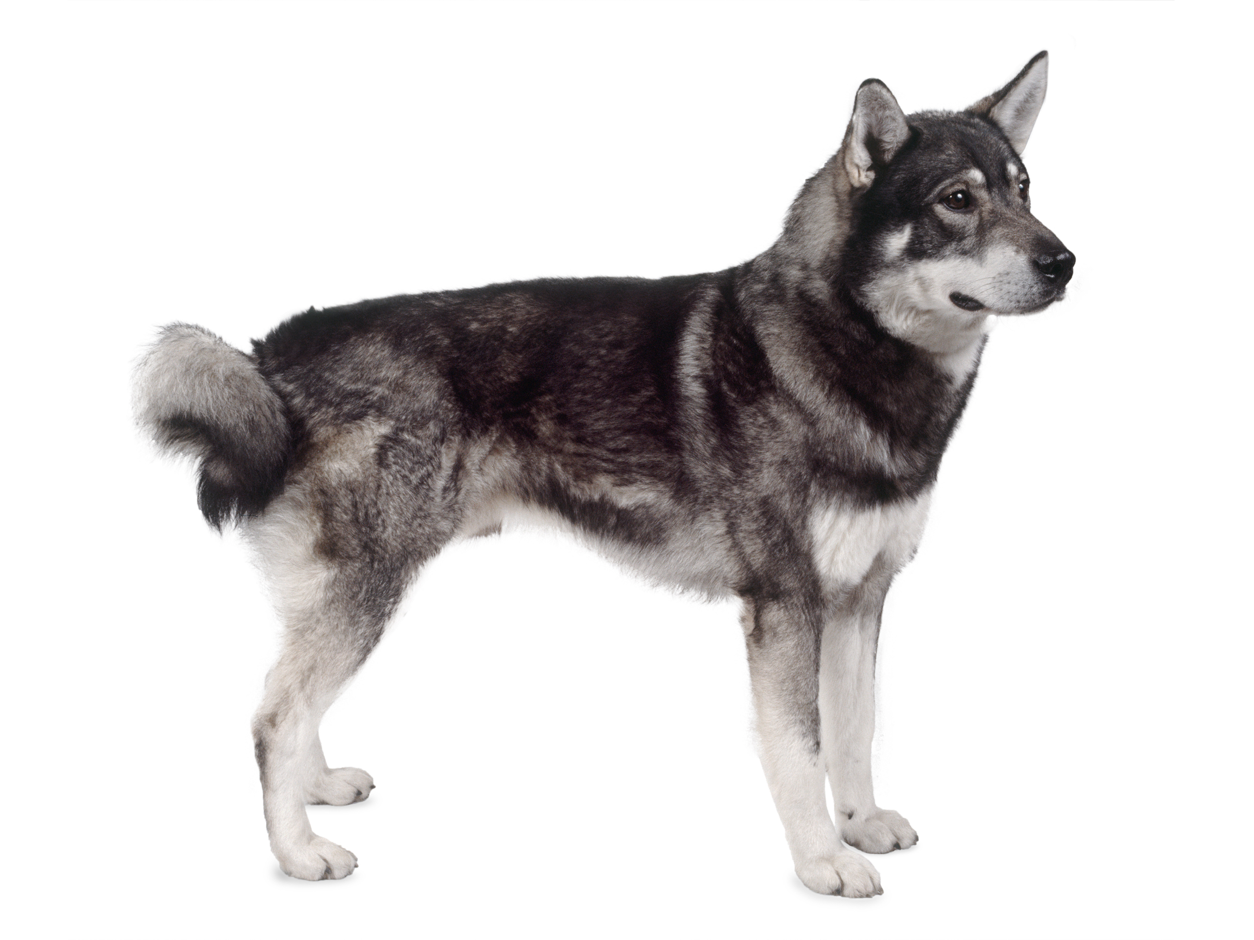 Jämthund adult black and white