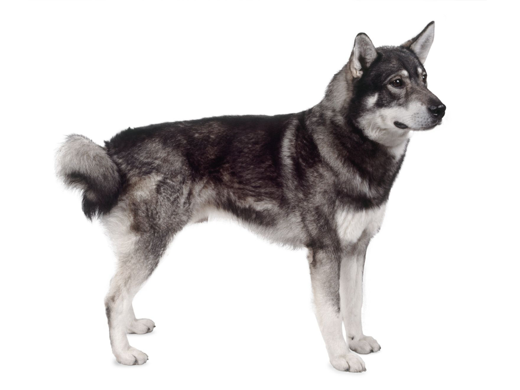 Jämthund adult standing