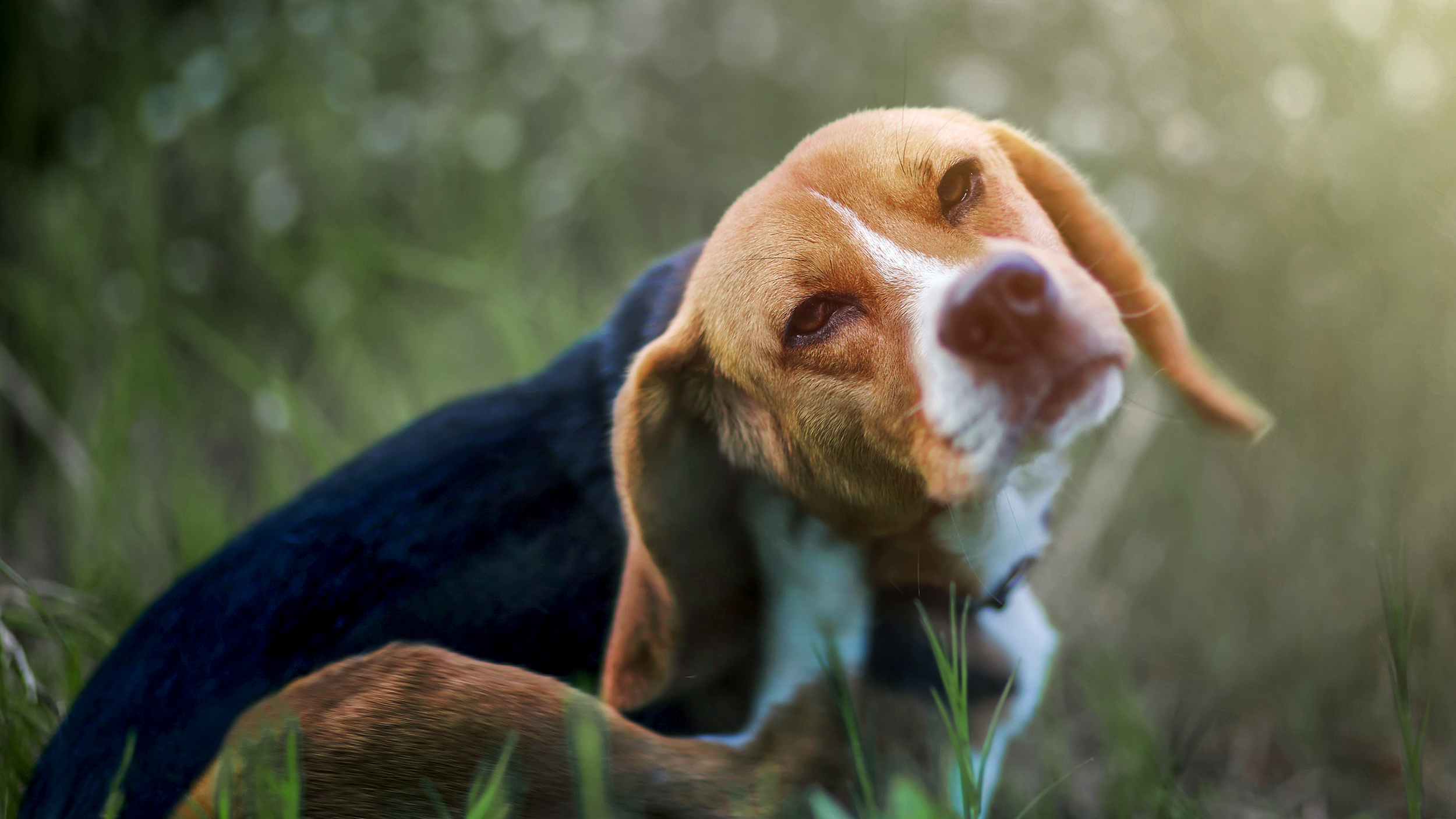 Beagle adulto sentado a coçar a orelha num grande relvado exterior.