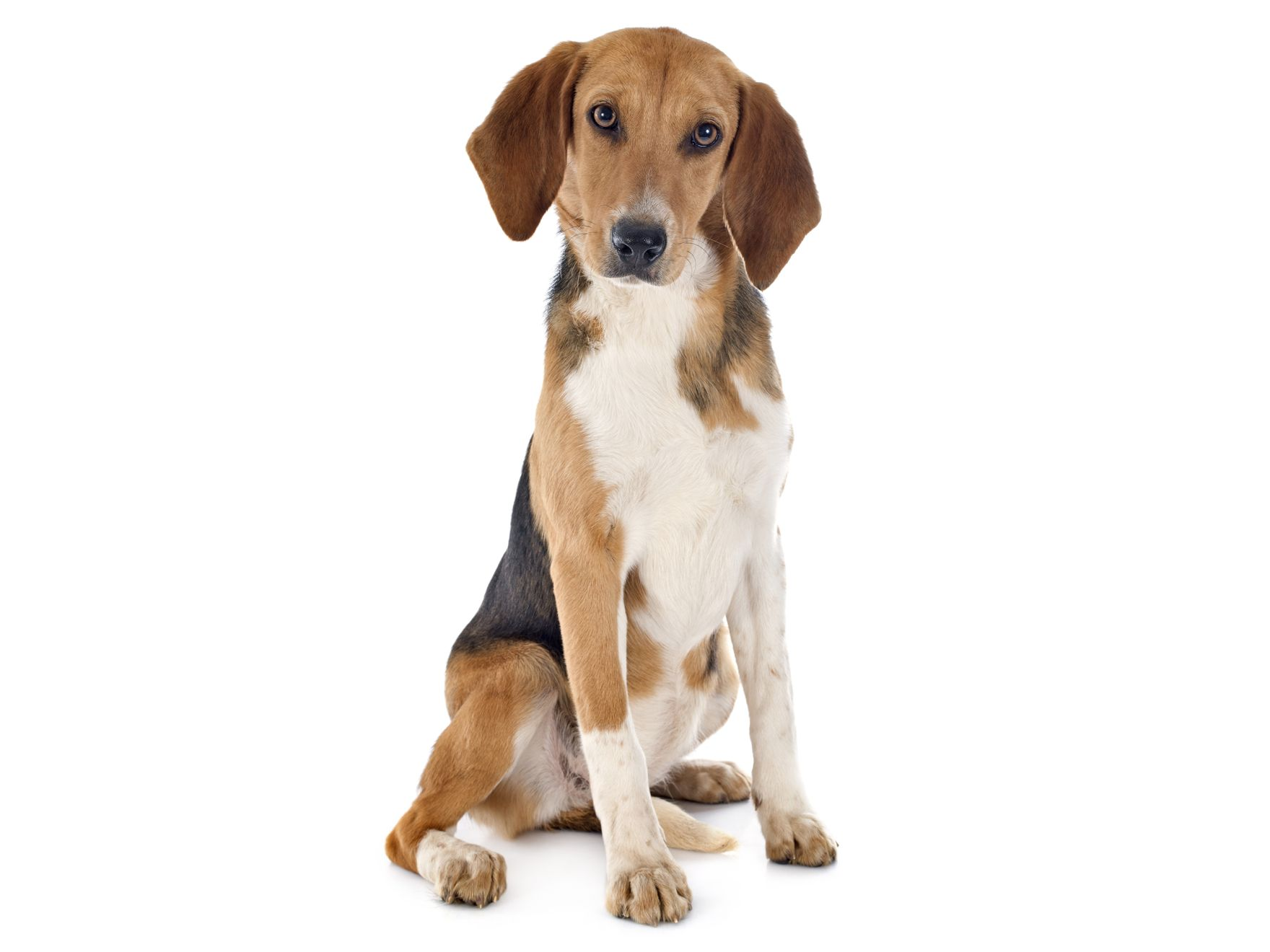 Free picture: collar, breed, hound, puppy, beagle, cute, canine, dog, image size:1760x1320