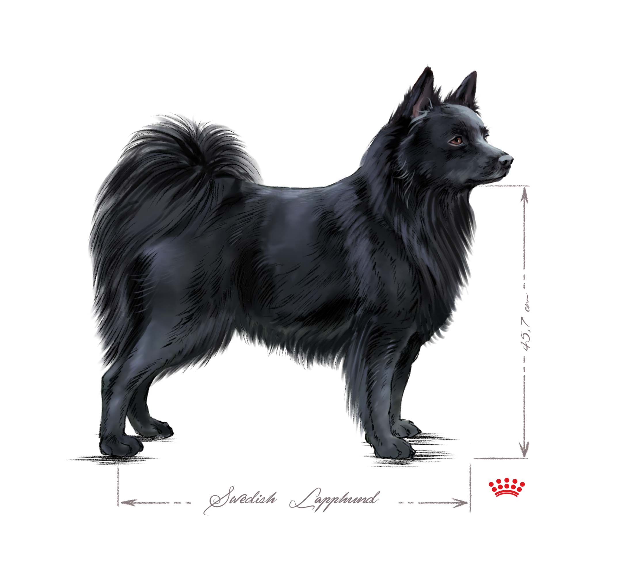 Swedish Lapphund adult black and white