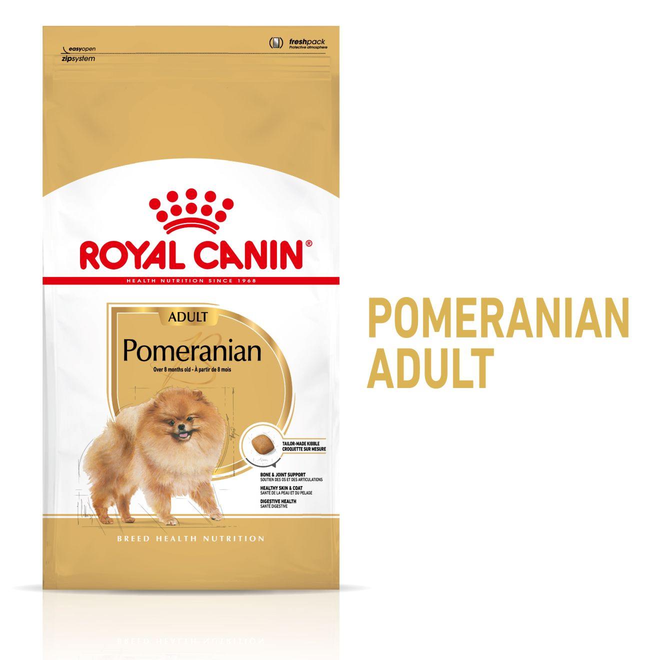 Pomeranian Adult