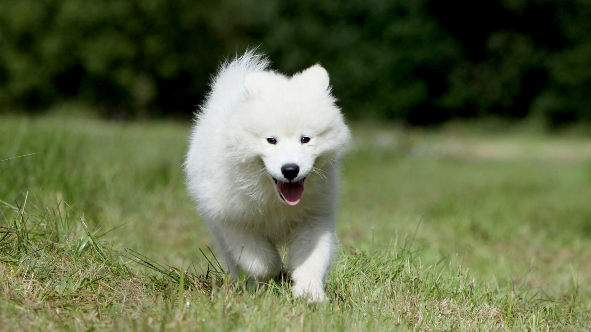 Royal canin outlet samoyed