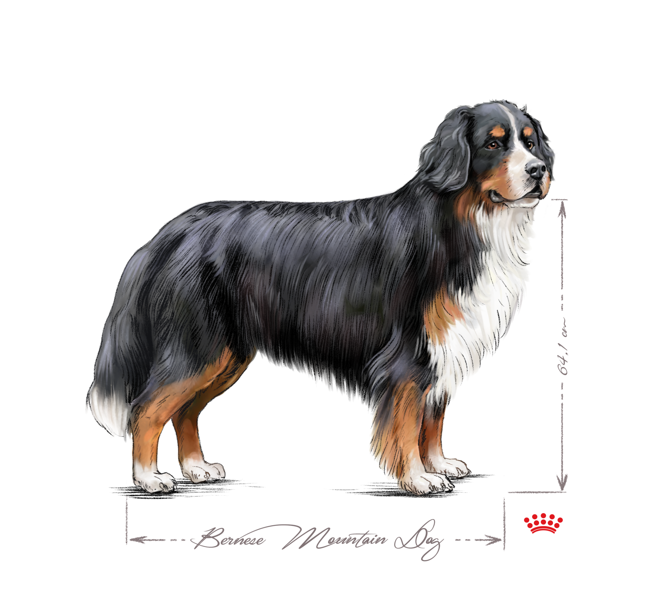 Bernese Mountain Dog adult in black and white