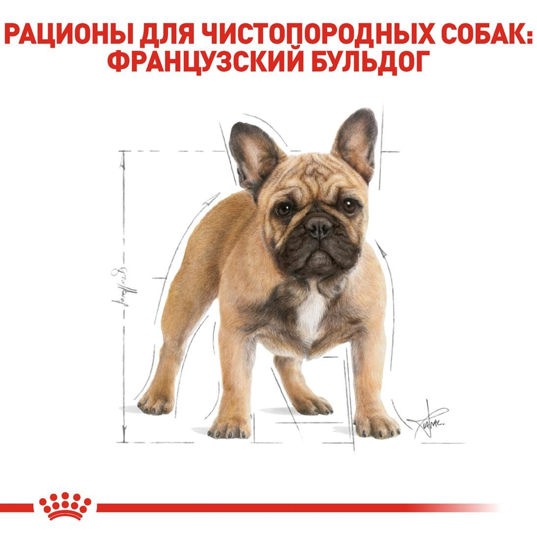 French Bulldog Adult