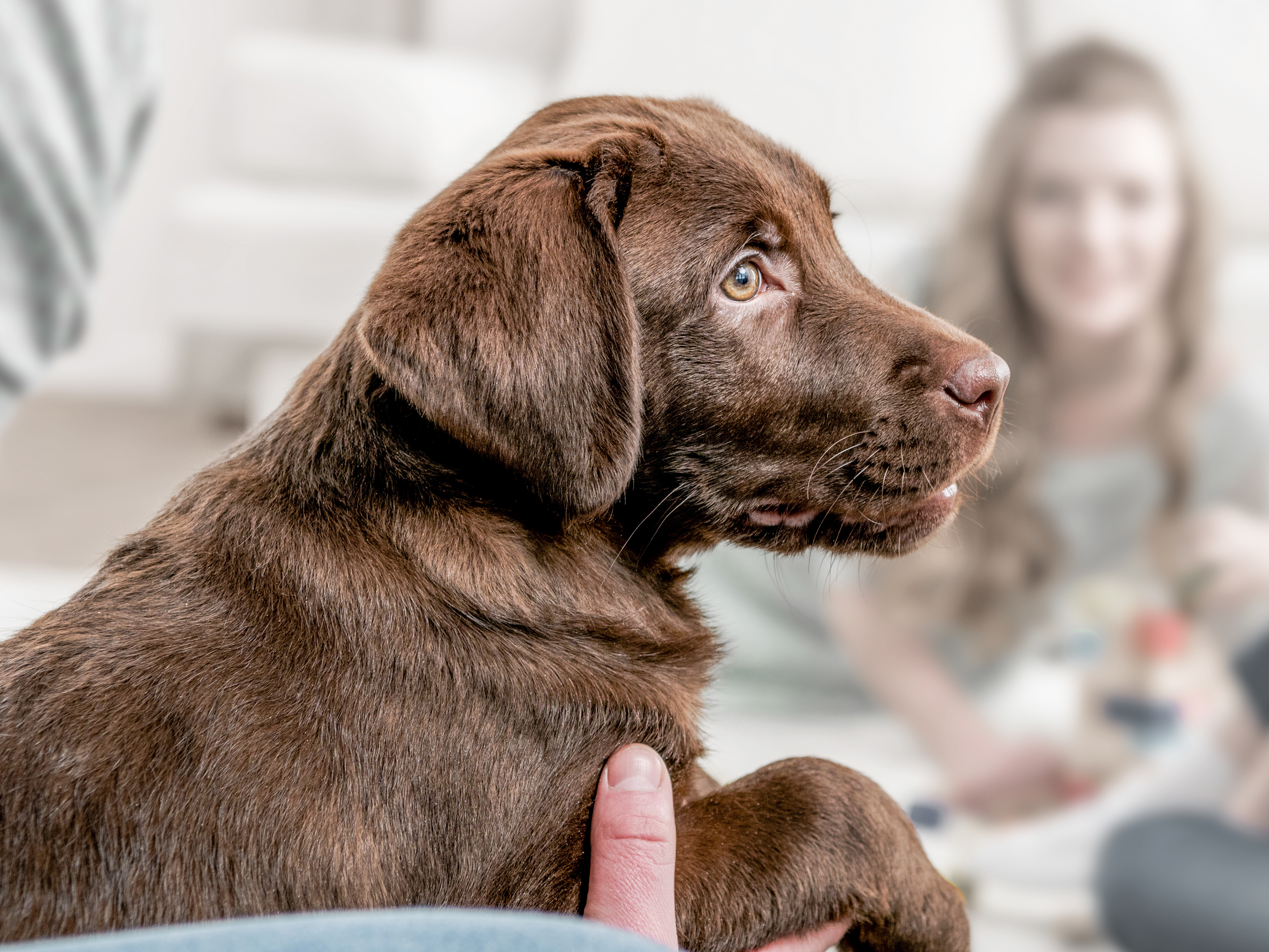 Brown Labrador Retriever puppy being introduced to children by new owner