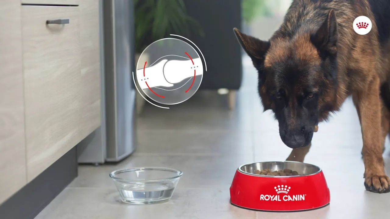 Royal Canin Joint Care - Cuidado articular no cão