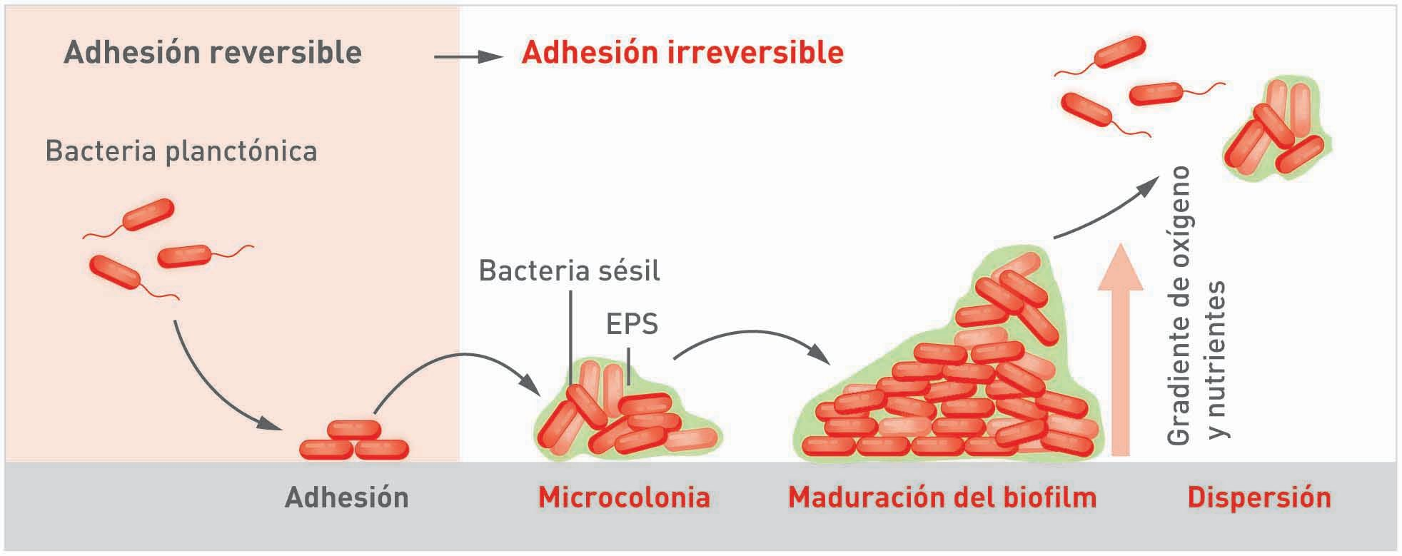 Diagrama del ciclo de biofilm bacteriano: etapas de formación y dispersión 