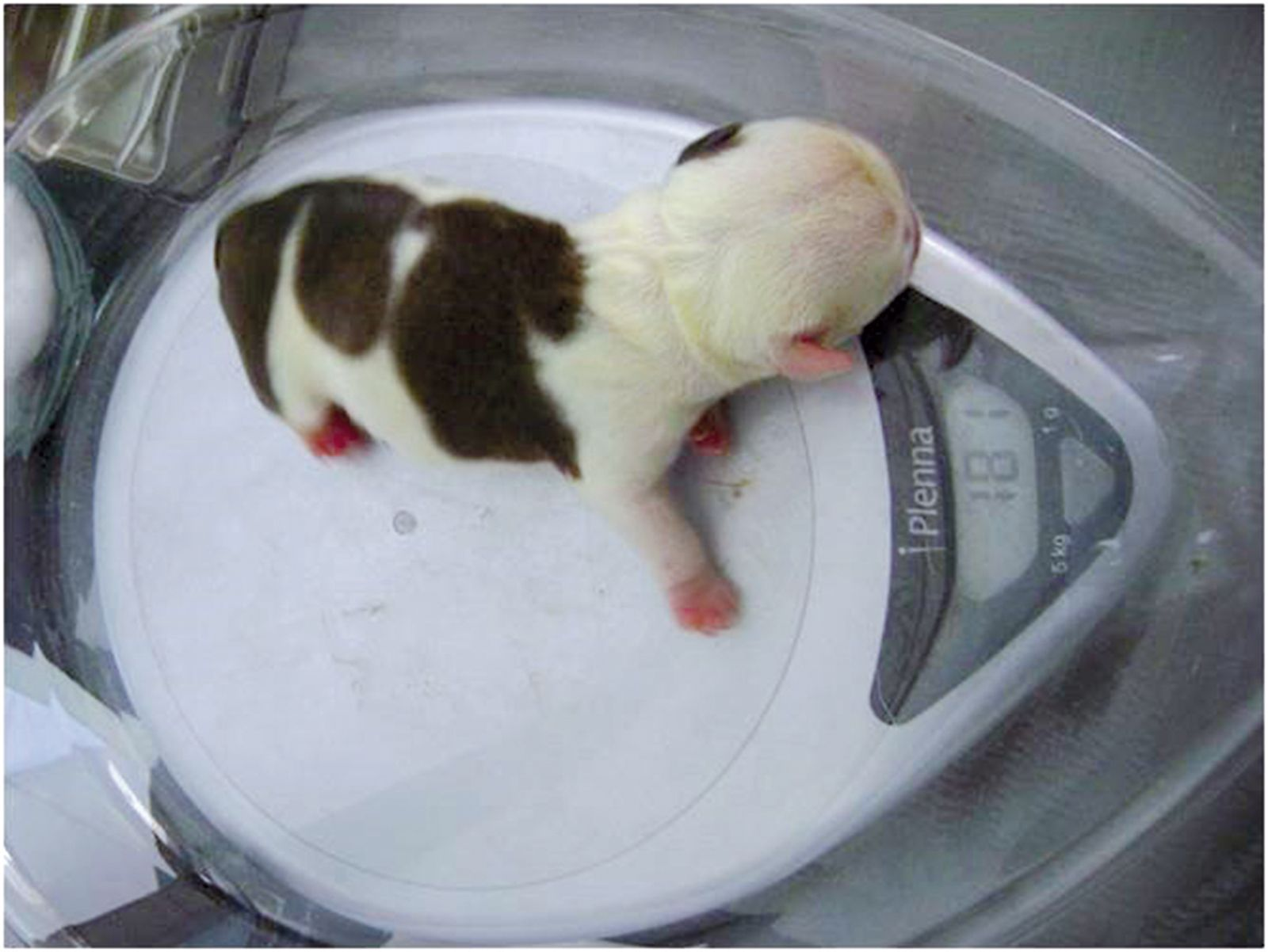 How Do I Treat An Open Wound On A Newborn Puppy