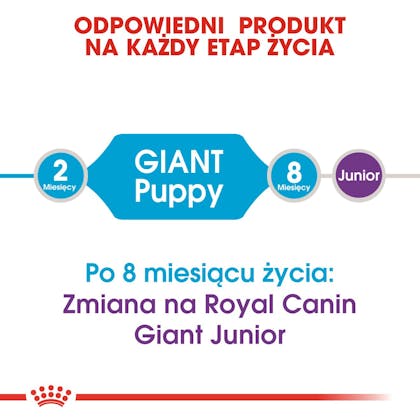 RC-SHN-Puppy-Giant-CV1_015_POLAND-POLISH