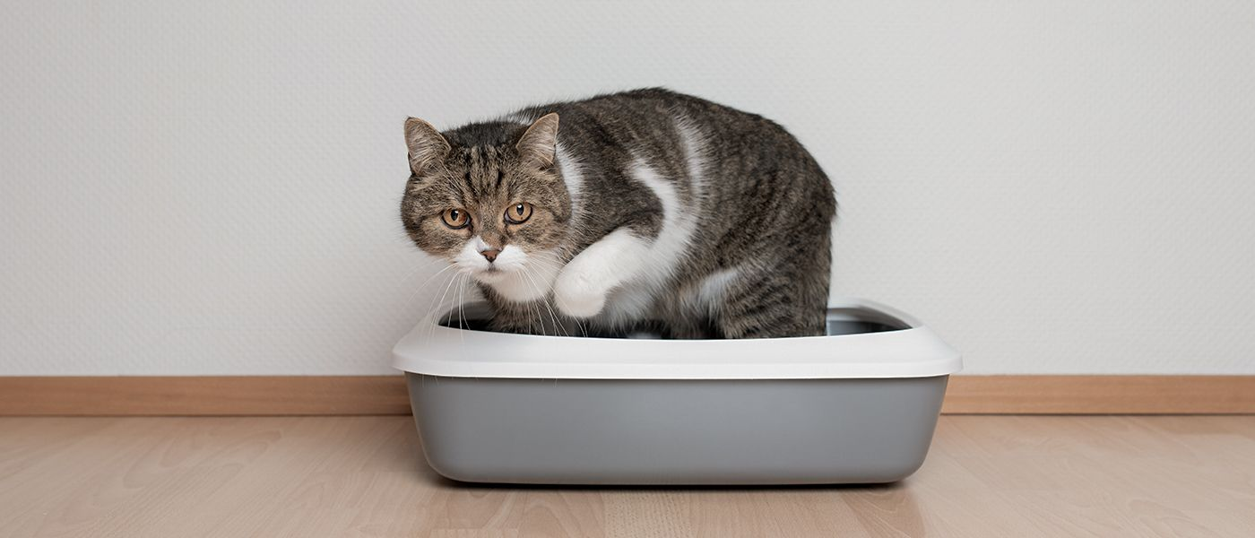 Cat wont wee in hotsell litter tray