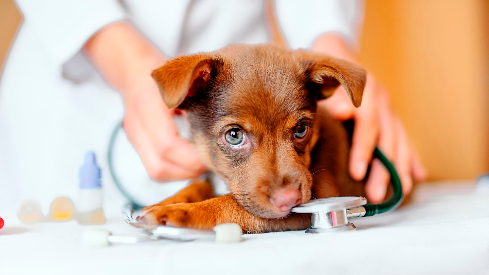 Puppy wordt onderzocht op de behandeltafel door de dierenarts