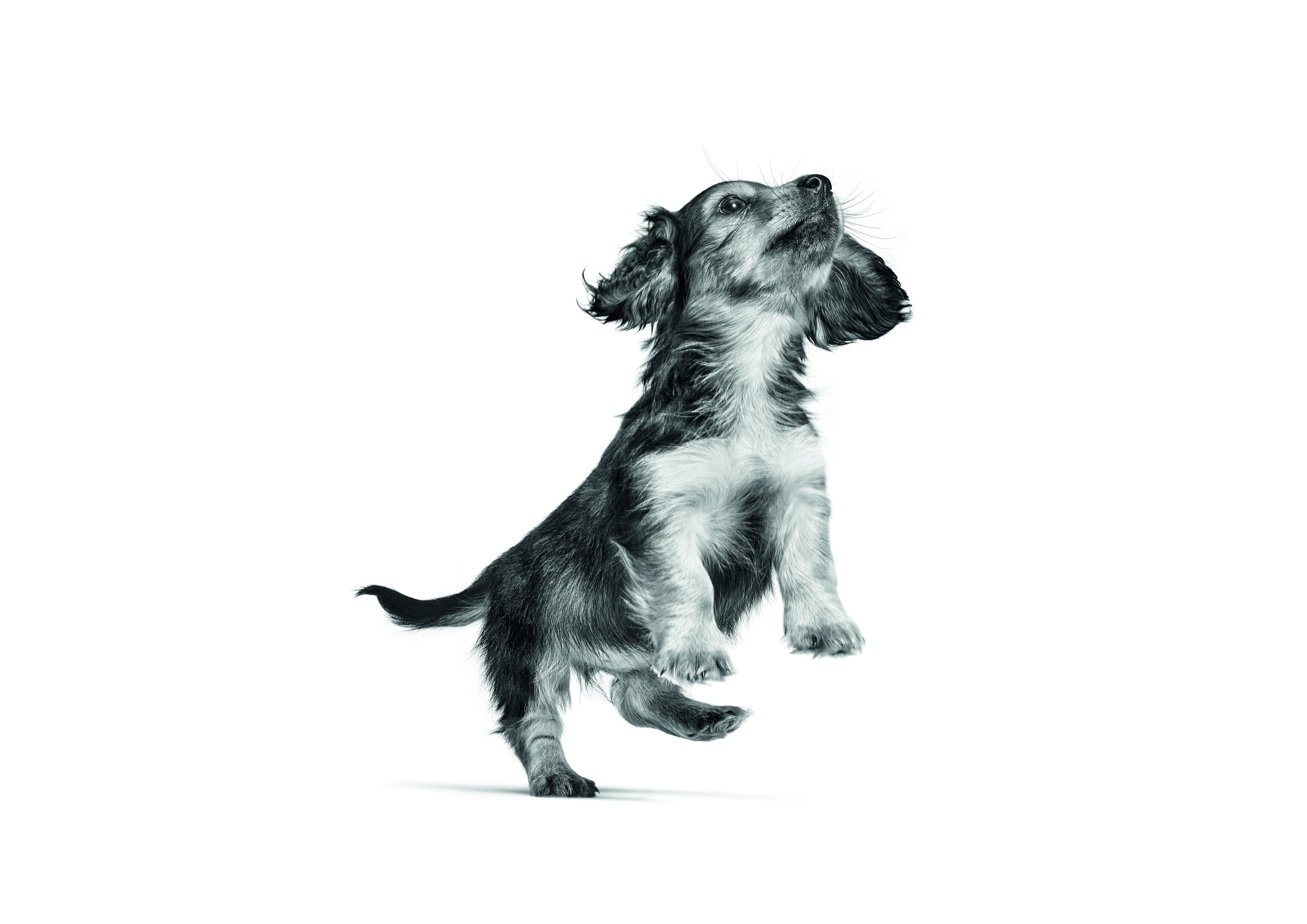Anak anjing Dachshund melompat dalam warna hitam putih pada latar belakang putih