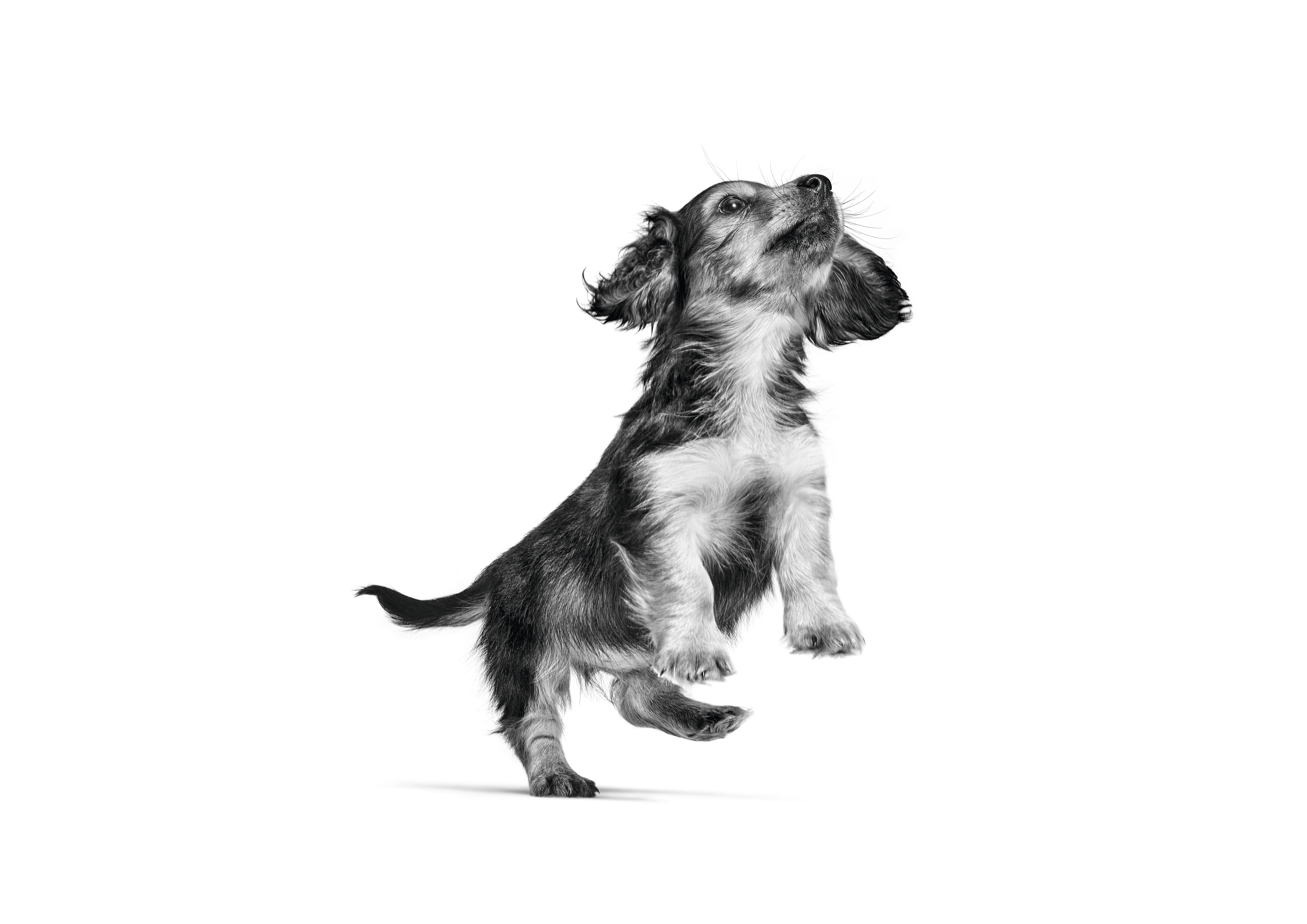 Dachshund cachorro saltando en blanco y negro sobre un fondo blanco